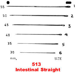 Intestinal Straight