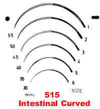 Intestinal Curved